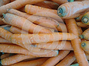 Carrot or common carrot